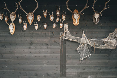 View of an animal skull on wall