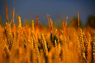 Close-up of wheat field against sky