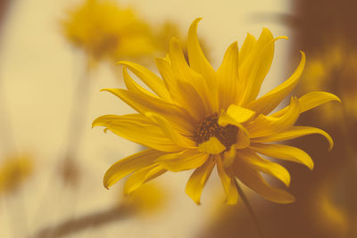 Close-up of yellow flower