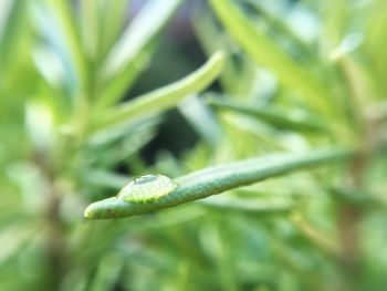 Close-up of water drops on leaf