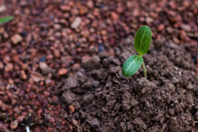 Close-up of fresh green plant