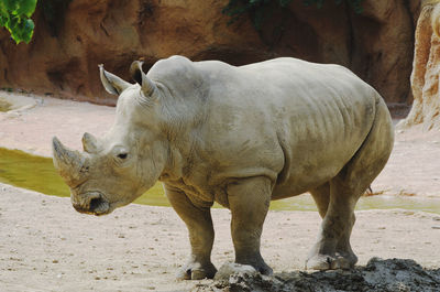 Rhinoceros standing at zoo