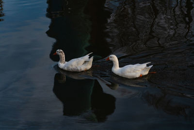 Ducks swimming in lake