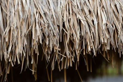 Close-up of dry plants hanging on roof