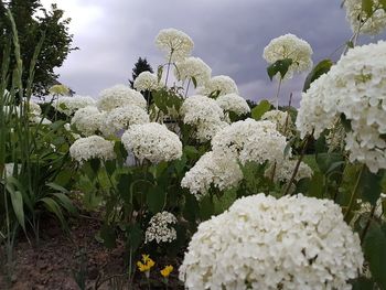 Close-up of plants against sky