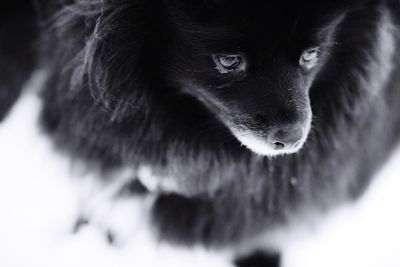 Close-up portrait of black cat