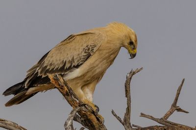 A wahlberg's eagel in erindi, a park in the erongo region of namibia