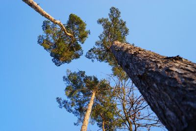 Low angle view of tree against clear sky