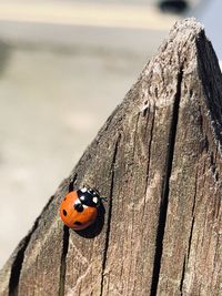 Close-up of ladybug on tree trunk