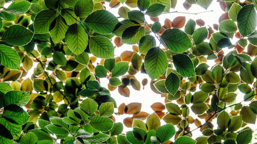 Close-up of fresh green plants