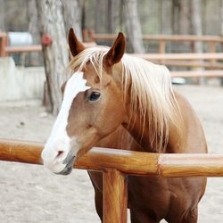 Close-up of horse standing outdoors