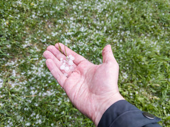 Close-up of hand holding leaf