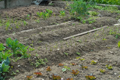 High angle view of plants growing on field