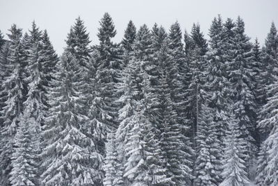 Pine trees in forest during winter