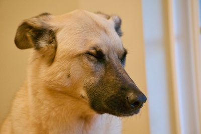 Close-up of a dog looking away