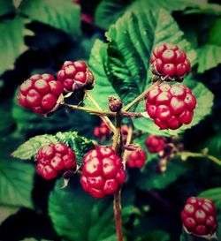 Close-up of cherries growing on plant