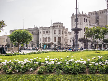 View of flowering plants with buildings in background