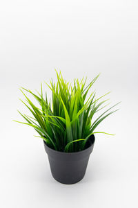 Close-up of potted plant against white background