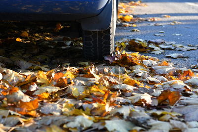 Close-up of fallen leaves on road