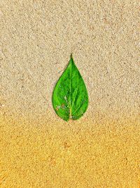 High angle view of plant on sand