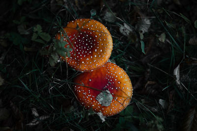 Close-up of mushroom growing on field