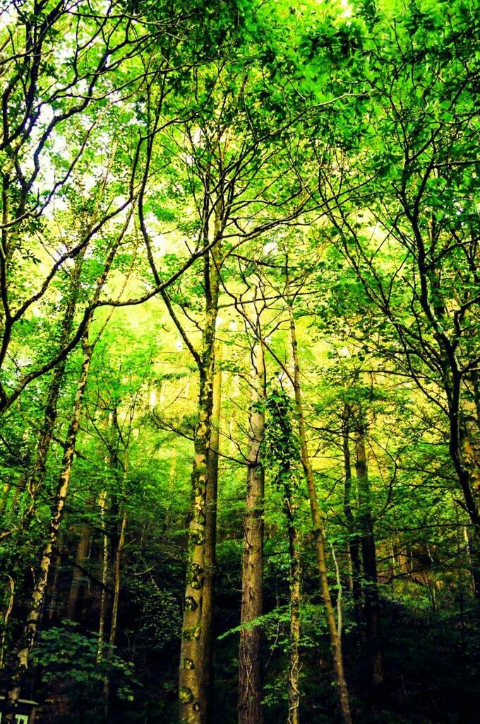 LOW ANGLE VIEW OF TREES AGAINST SKY IN FOREST