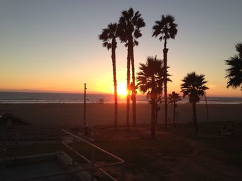 Palm trees on beach at sunset