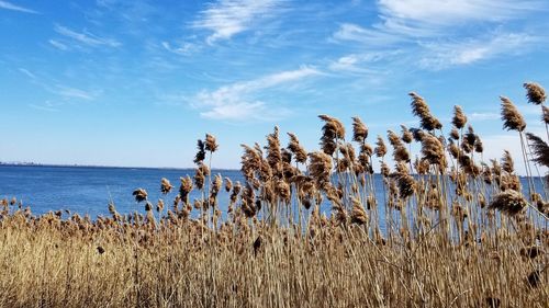 Plants by sea against sky