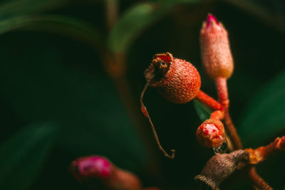 Close up of a wild flower or melastoma malabathricum bud