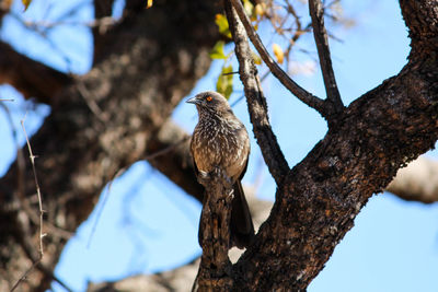 Low angle view of bird perching on tree