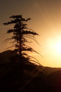 Silhouette tree against sky during sunset