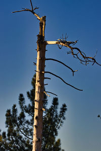 Low angle view of tree against clear sky