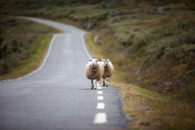 Front view of sheep walking on road