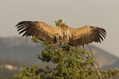 Low angle view of eagle flying against sky