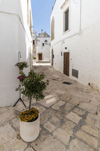 Potted plants on footpath against building