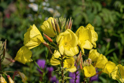 Close-up of yellow flowering plant