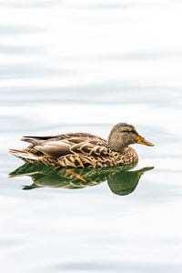 Mallard duck swimming on lake