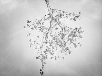 Low angle view of trees against sky