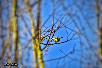 Low angle view of bird perching on tree