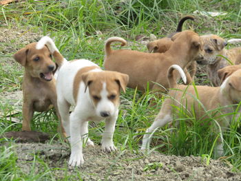 View of dogs on field