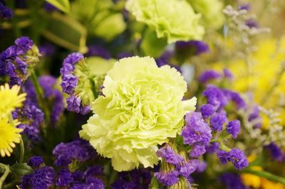 Close-up of purple flowering plants