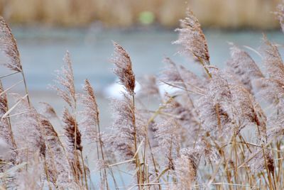 Close-up of snow covered field