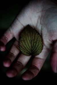 Close-up of man holding leaf