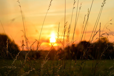 Orange sunset with grasses in the foreground