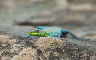 Close-up of green lizard