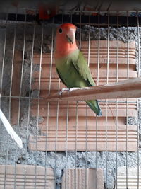 Close-up of parrot perching in cage