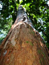 Low angle view of tree trunk in forest