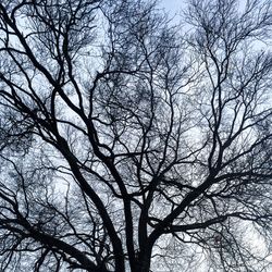 Low angle view of bare trees against sky