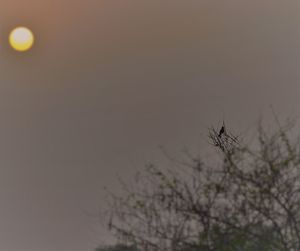 Silhouette plant against clear sky at sunset