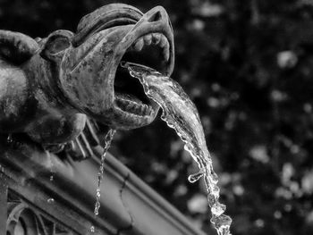 Close-up of turtle in water